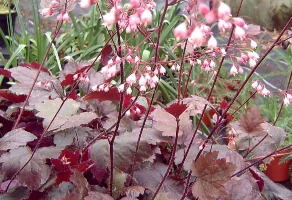 HEUCHERA 'Rachel' - Heuchère