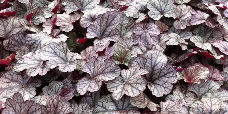 HEUCHERA 'Silver Scrolls'® - Heuchère