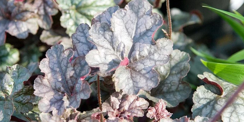 HEUCHERA 'Silver Scrolls'® - Heuchère