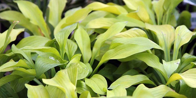 HOSTA 'August Moon'