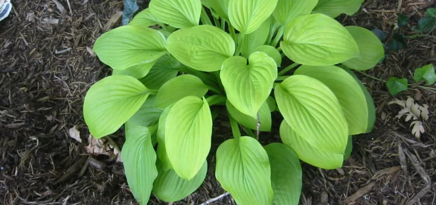 HOSTA 'August Moon'