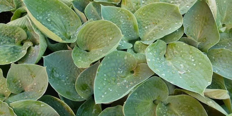 HOSTA 'Big Daddy'