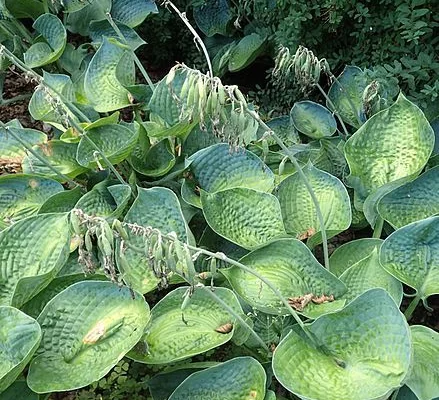 HOSTA 'Big Daddy'