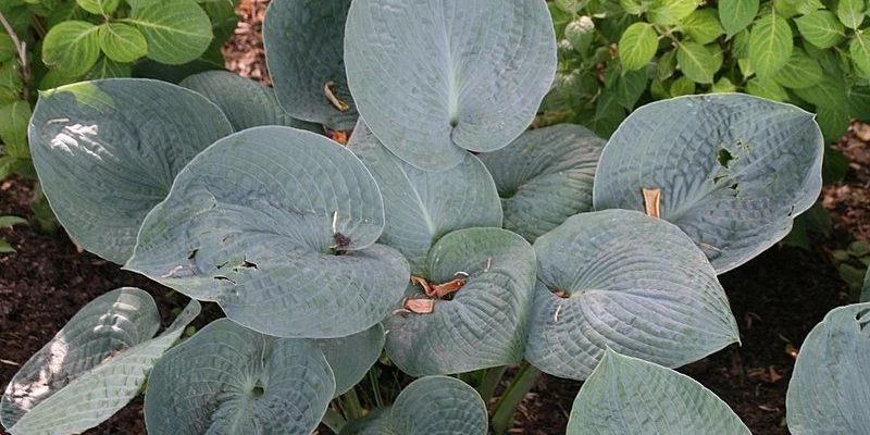 HOSTA 'Big Daddy'