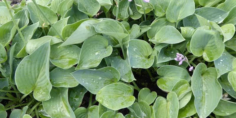 HOSTA 'Blue Cadet'