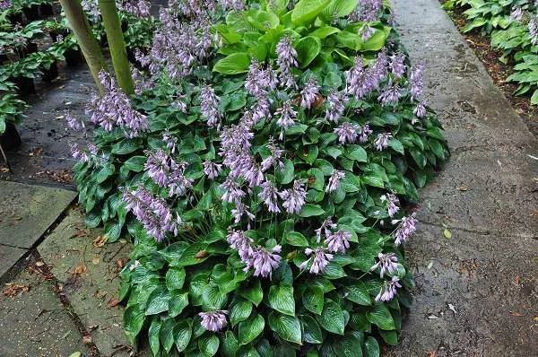 HOSTA 'Blue Cadet'