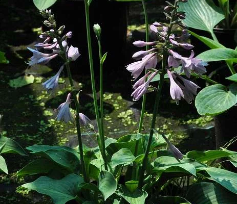 HOSTA 'Blue Cadet'