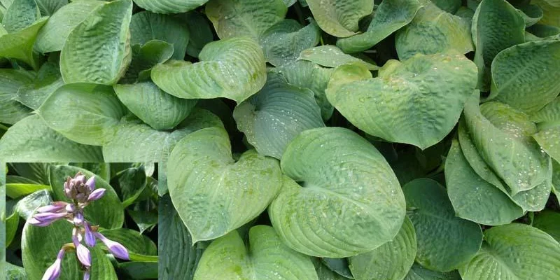 HOSTA 'Blue Umbrellas'