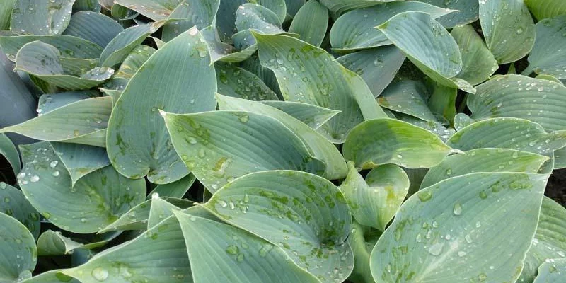 HOSTA tardiana 'Halcyon'