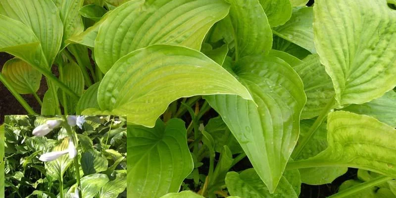 HOSTA 'Royal Standard'