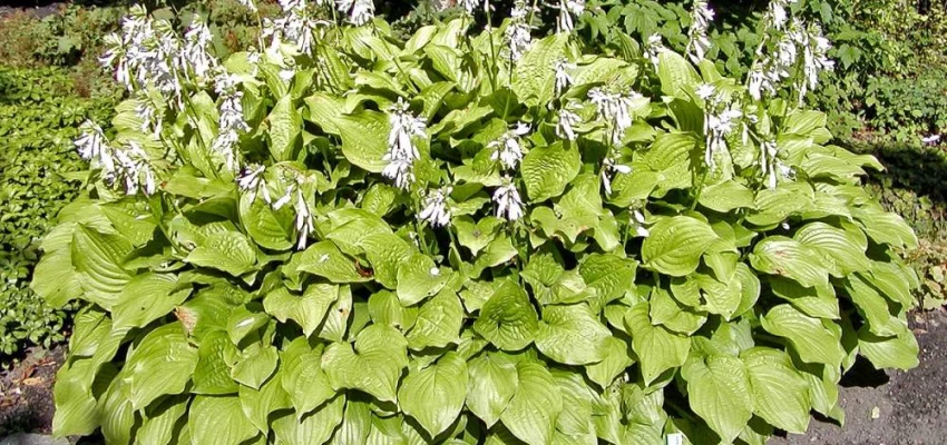 HOSTA 'Royal Standard'