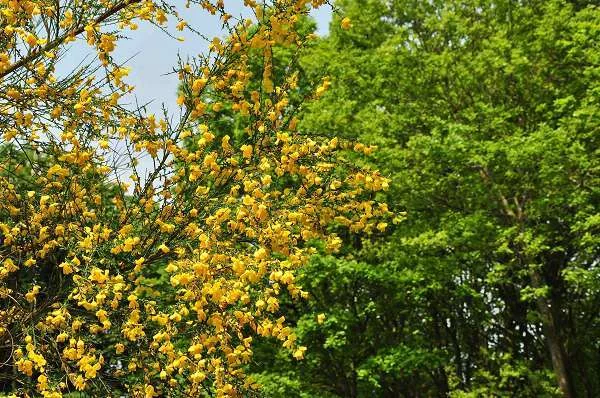 CYTISUS 'Goldfinch' - Genêt 'Goldfinch'