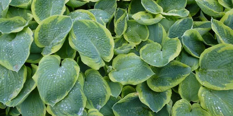 HOSTA sieboldiana 'Frances Williams'