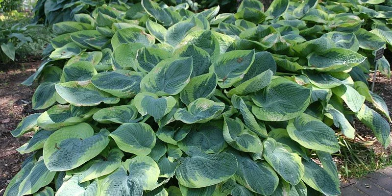 HOSTA sieboldiana 'Frances Williams'