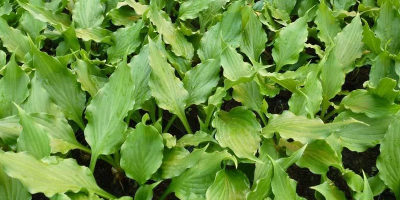 HOSTA ventricosa