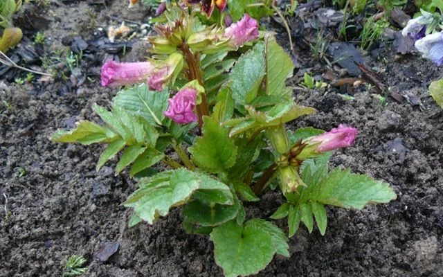 INCARVILLEA delavayi