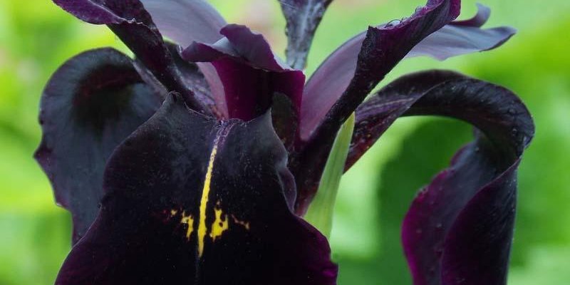 IRIS germanica 'Black Knight' - Iris des jardins
