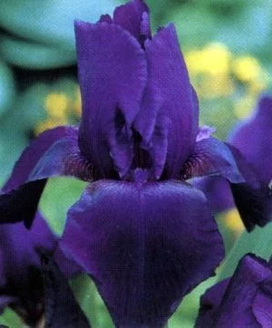 IRIS germanica 'Black Knight' - Iris des jardins