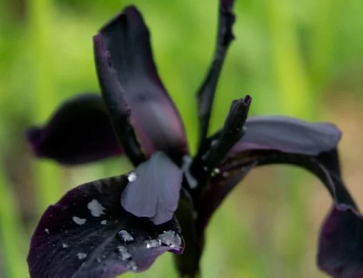 IRIS germanica 'Black Knight' - Iris des jardins