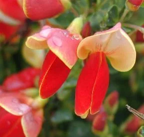 CYTISUS 'Palette' - Genêt 'Palette'