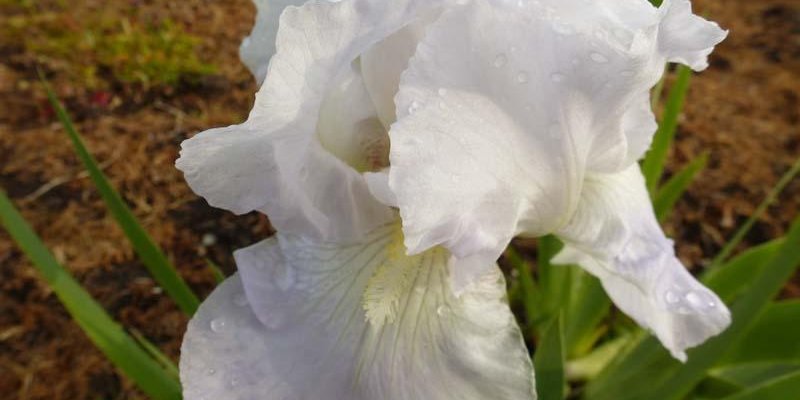 IRIS germanica 'Immortality' - Iris des jardins