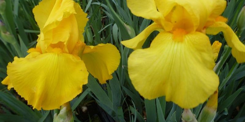 IRIS germanica 'Ola Kala' - Iris des jardins