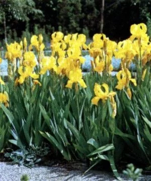 IRIS germanica 'Ola Kala' - Iris des jardins