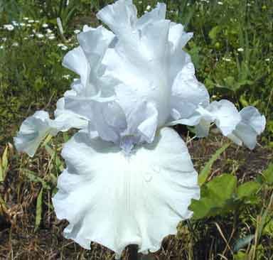 IRIS germanica 'White Knight' - Iris des jardins