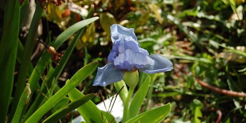 IRIS pumila 'Blue Denim' - Iris nain des jardins