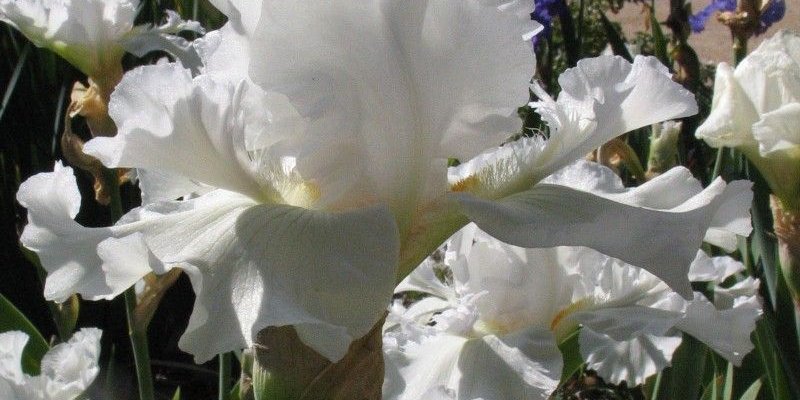 IRIS pumila 'Bright White' - Iris nain des jardins