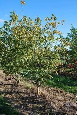 ACER negundo - Erable à feuille de frêne