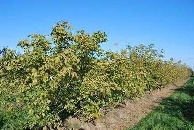 ACER negundo - Erable à feuille de frêne