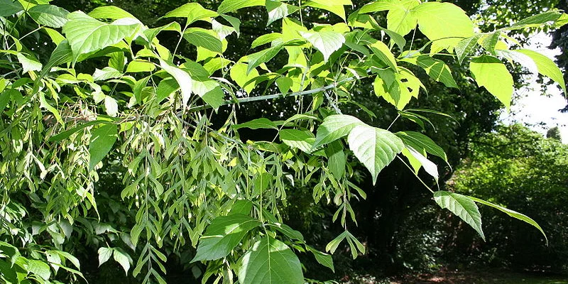 ACER negundo - Erable à feuille de frêne