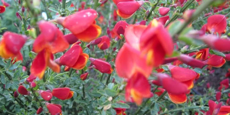 CYTISUS 'Red Wings' - Genêt 'Red wings'