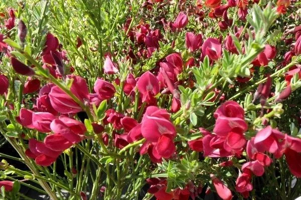 CYTISUS 'Red Wings' - Genêt 'Red wings'