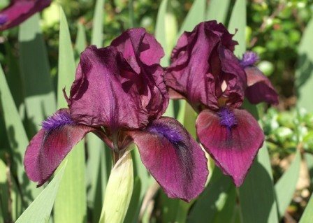IRIS pumila 'Cherry Garden' - Iris nain des jardins