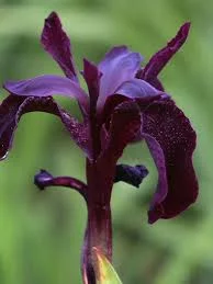 IRIS chrysographes 'Black Form' - Iris des jardin