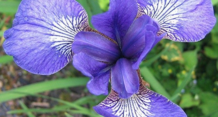IRIS sibirica 'Blue King' - Iris de Sibérie