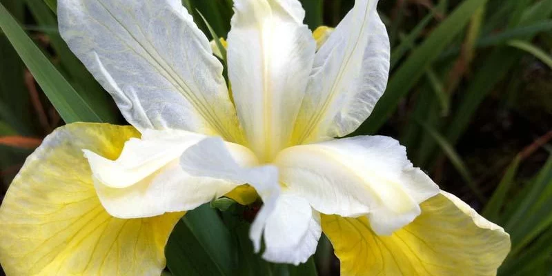 IRIS sibirica 'Butter And Sugar' - Iris de Sibérie