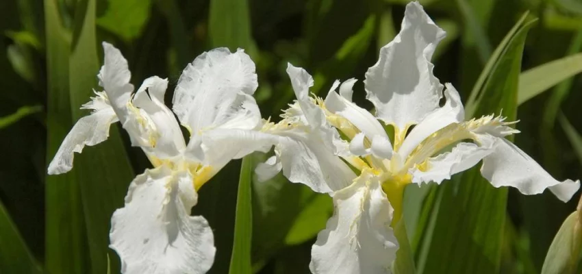 IRIS sibirica 'Snow Queen'