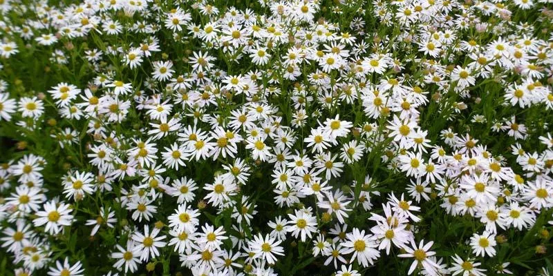 KALIMERIS incisa - Kalimeris incisé, Aster Japonais