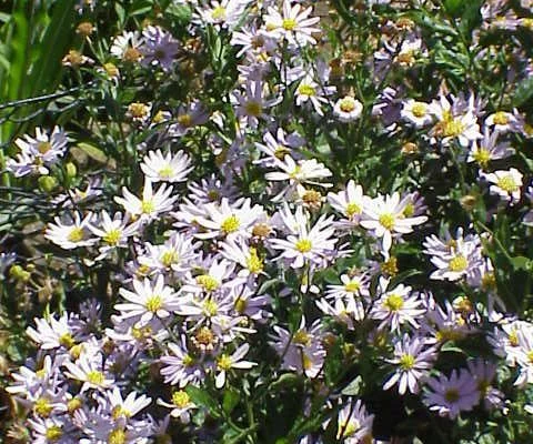 KALIMERIS incisa - Kalimeris incisé, Aster Japonais