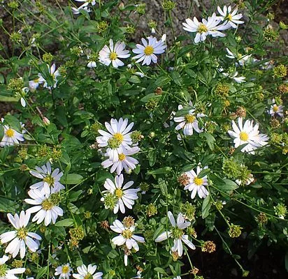 KALIMERIS incisa - Kalimeris incisé, Aster Japonais