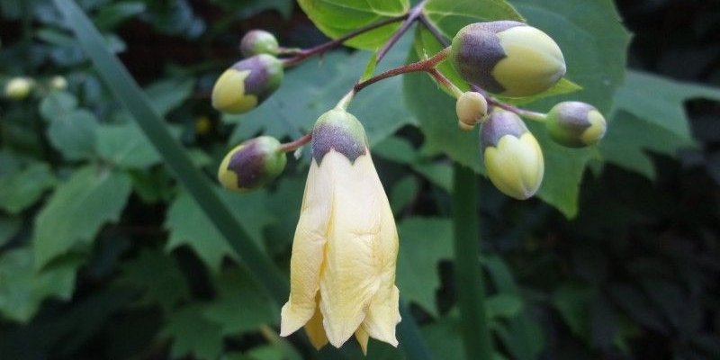KIRENGESHOMA palmata - Fleur de Cire