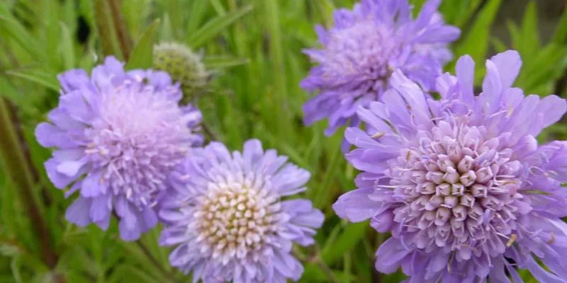 KNAUTIA arvensis - Petite Scabieuse