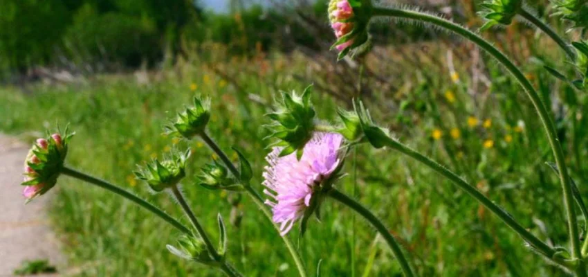 KNAUTIA arvensis - Petite Scabieuse