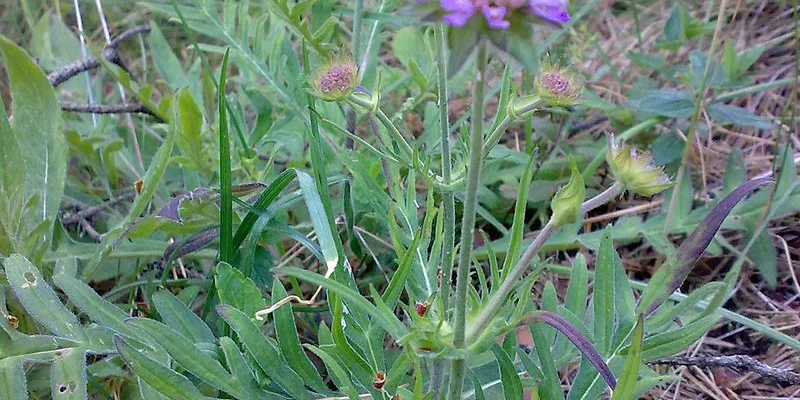 KNAUTIA arvensis - Petite Scabieuse