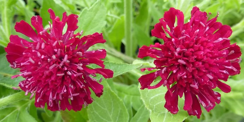 KNAUTIA macedonica - Petite Scabieuse