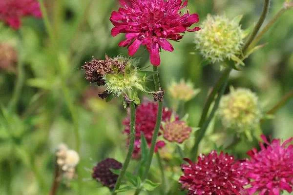 KNAUTIA macedonica - Petite Scabieuse