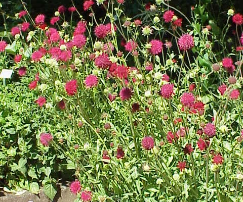 KNAUTIA macedonica - Petite Scabieuse